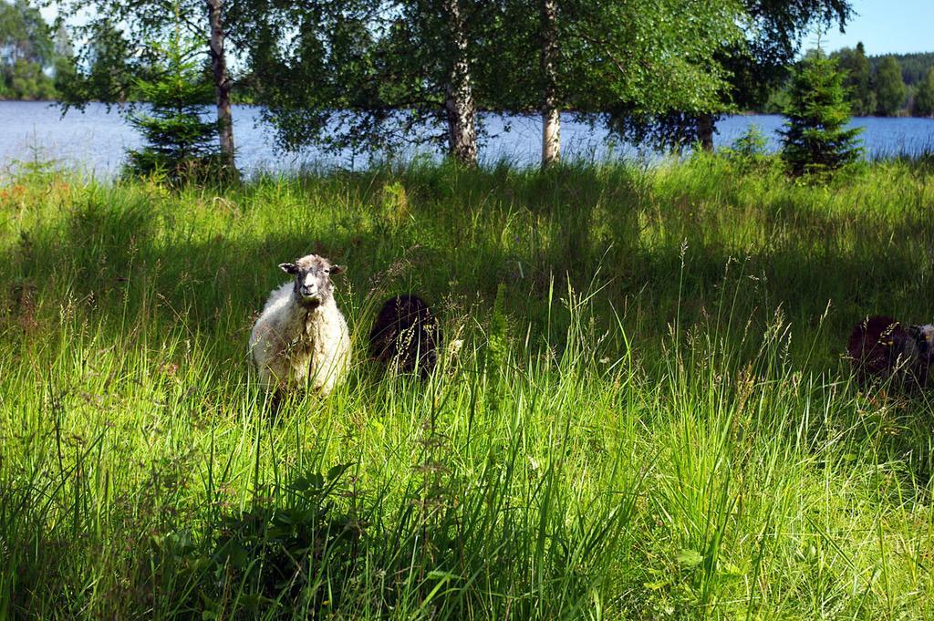 Lits Camping, Stugby Och Kanot المظهر الخارجي الصورة